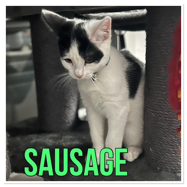 Photo of Sausage