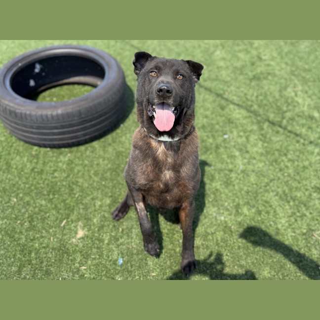 Photo of Tank Imp 3100