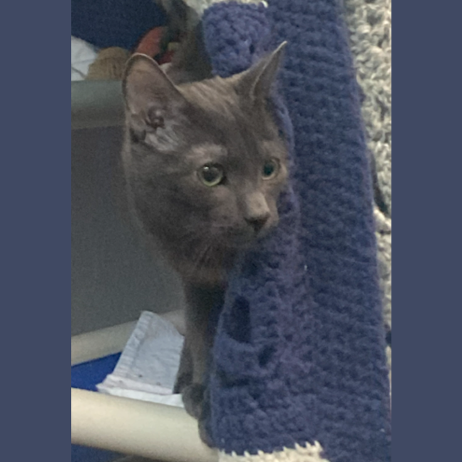 Photo of The Grey Boy