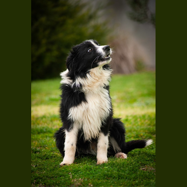 Photo of Ace