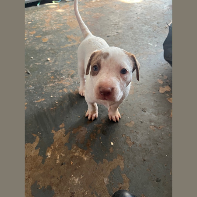 Photo of Pearl