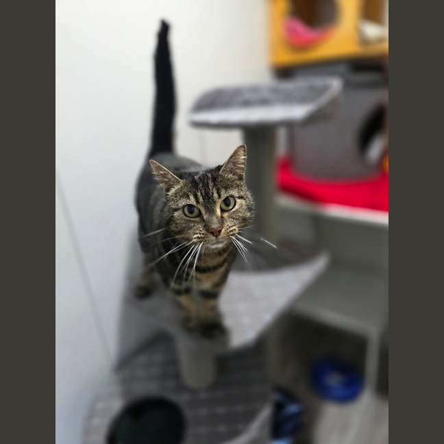 Photo of Diva 