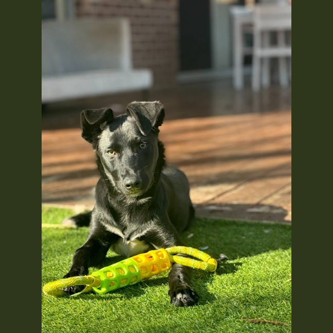 Photo of Banjo