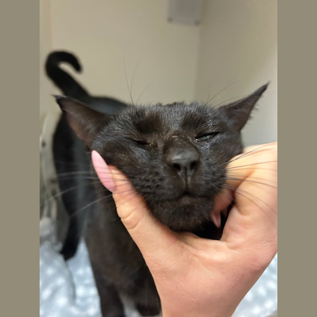 Photo of Snuggles