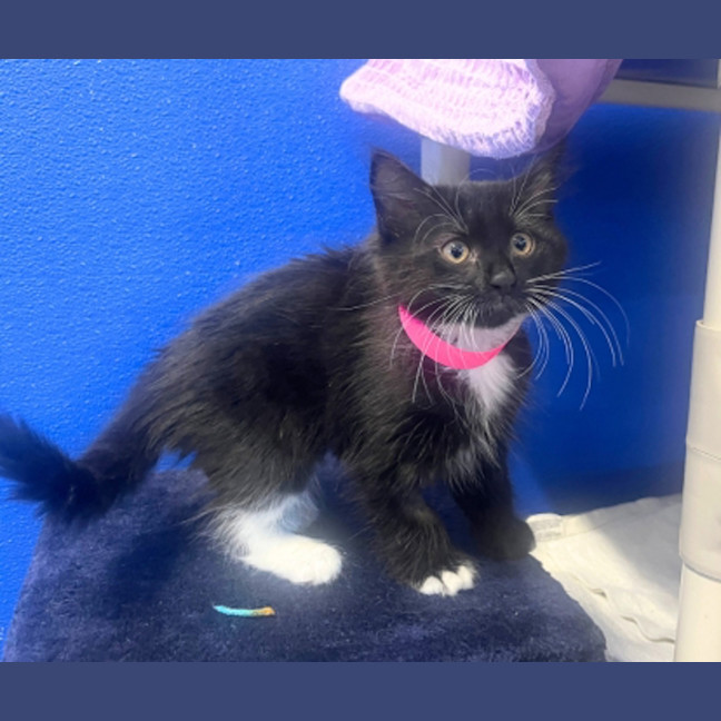 Photo of Midnight Rose