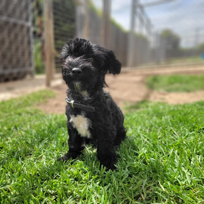 Photo of Herbert