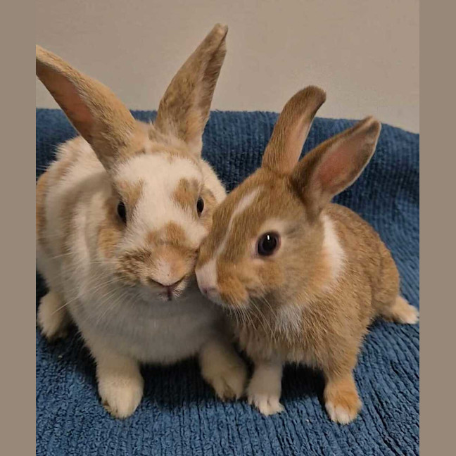 Photo of Penny Loafer (Bonded With Sandy)