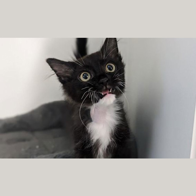 Photo of Lucky