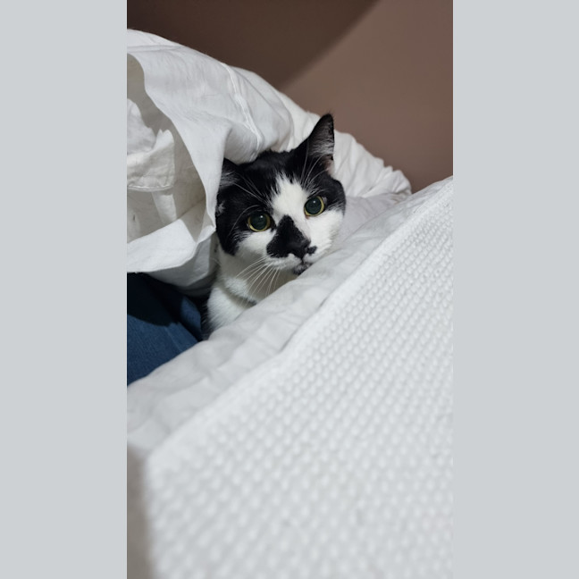 Photo of Panda   The Ultimate Mummies Boy