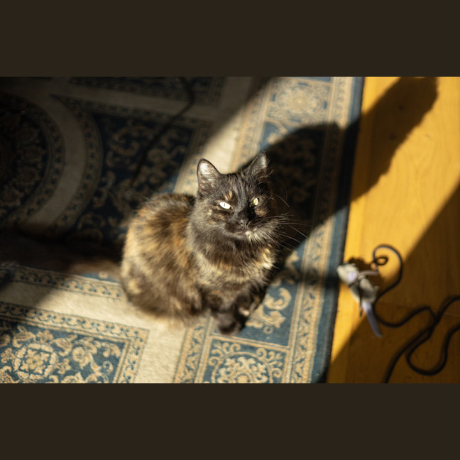 Photo of Princess