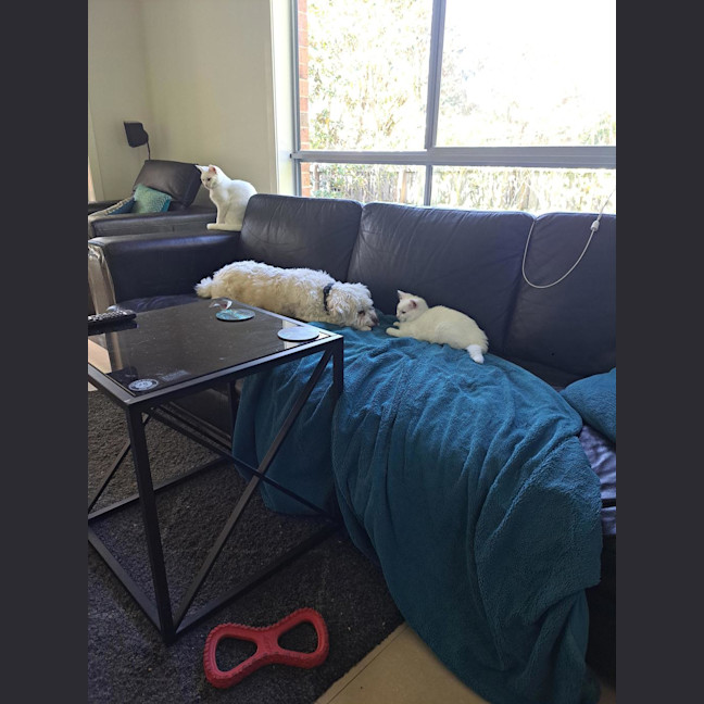 Photo of Chantilly (Was Sprinkles)