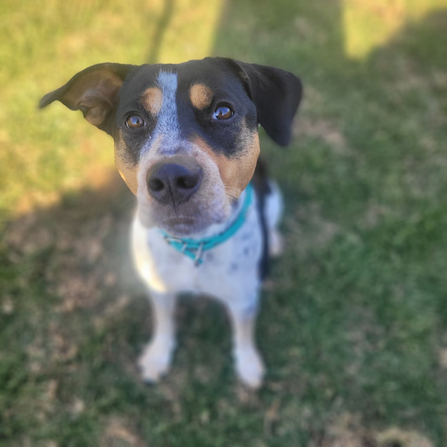 Photo of Dottie 