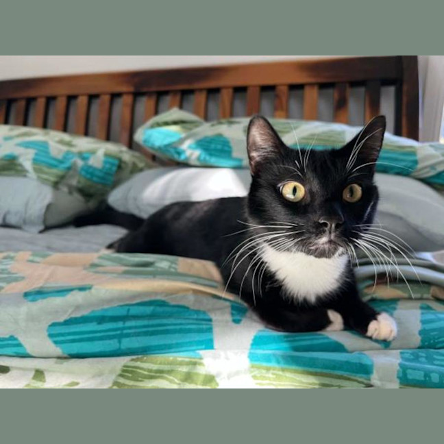 Photo of Fluffy