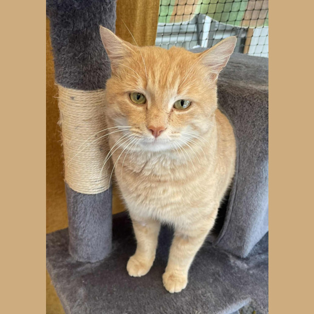 Photo of Axel**2nd Chance Cat Rescue**