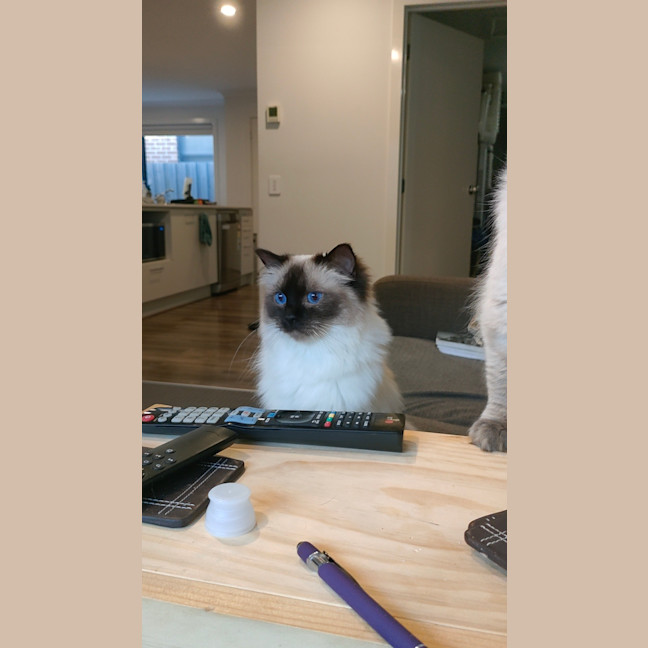 Photo of Sklya & Coco