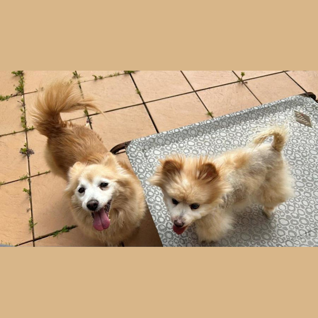 Photo of Lucy And Chester Gallucci