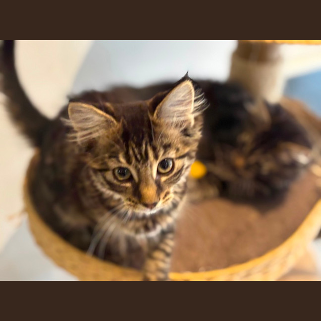 Photo of Beauty Meet Me@Petstock Hastings