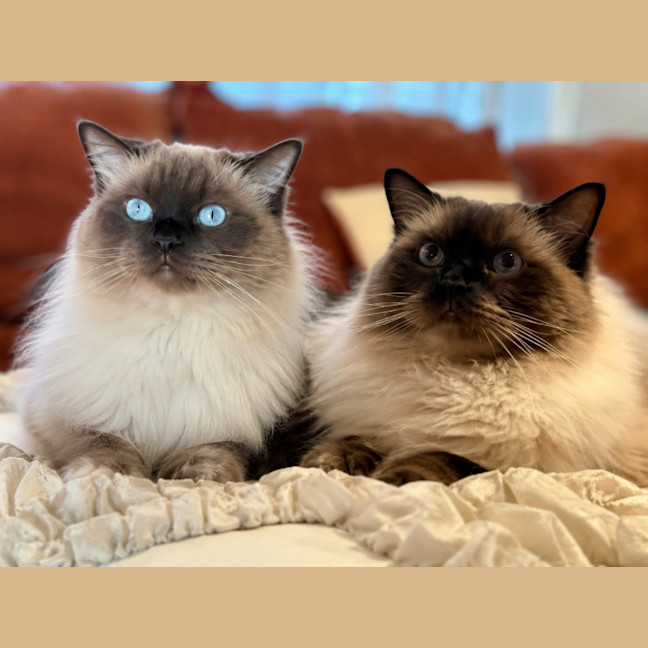 Photo of Maverick & Marlin
