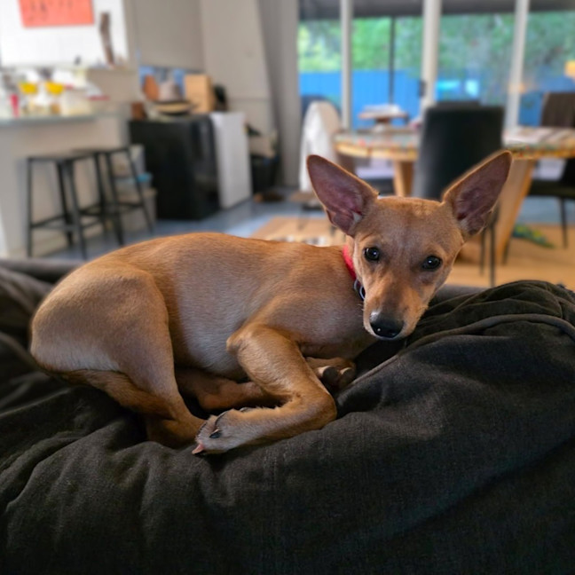 Photo of Pippa