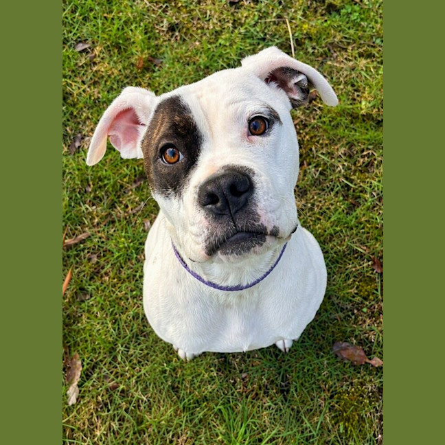 Photo of Oreo