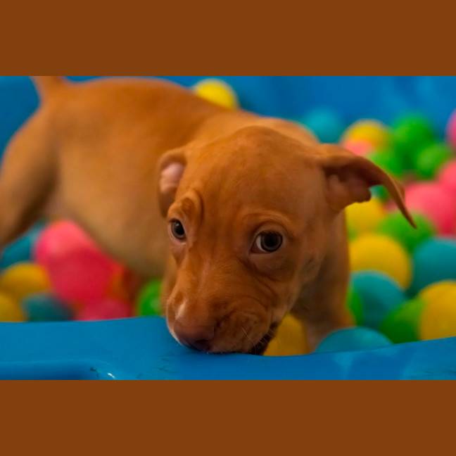 Photo of Willow   10 Week Old Staffy X  (Trial)