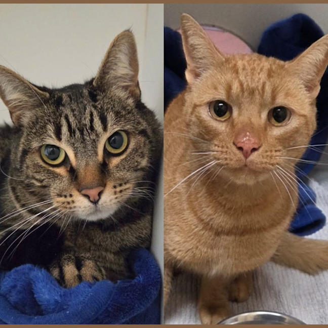 Photo of Pudding And Oscar