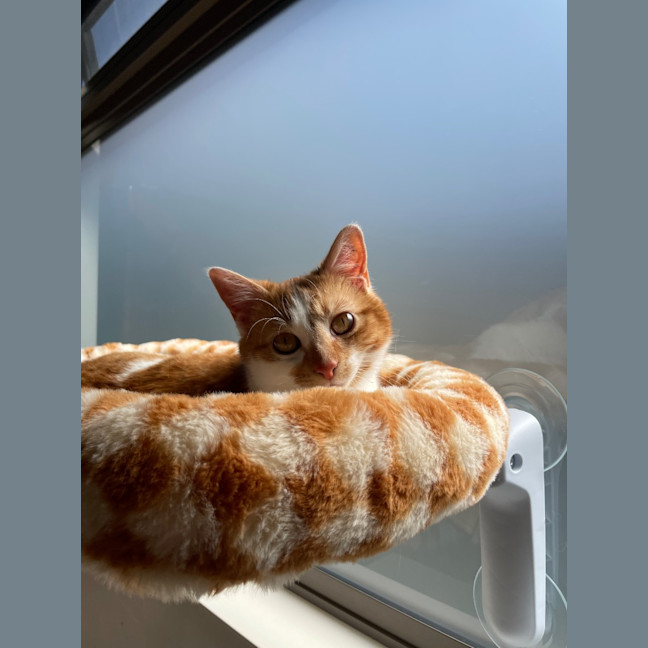 Photo of Marigold