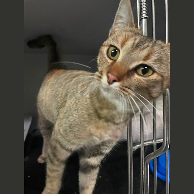 Photo of Sundae