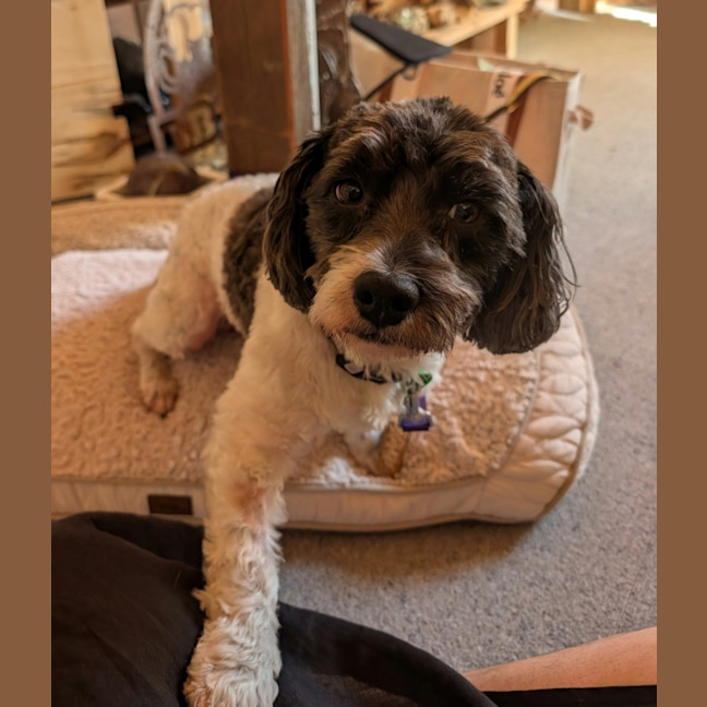 Photo of Benji