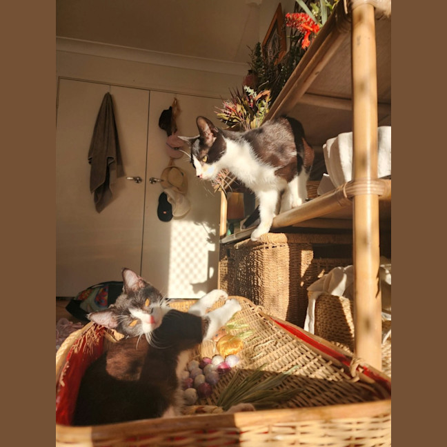 Photo of Daisy