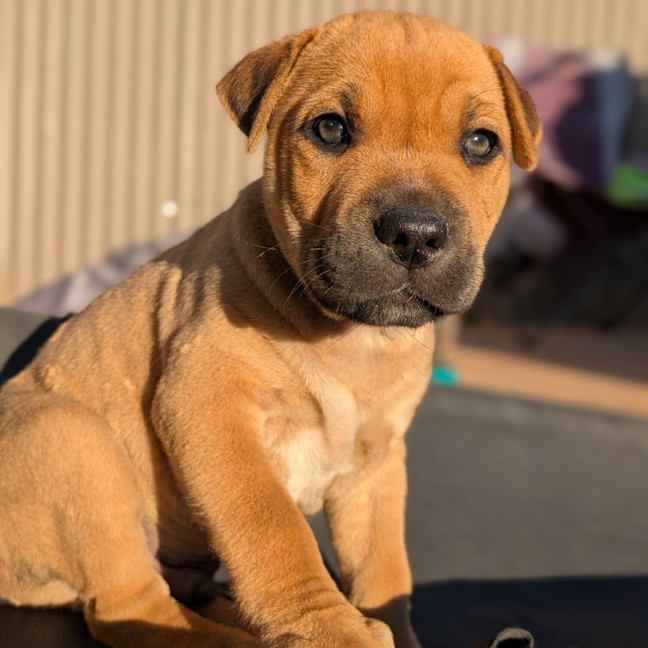 Photo of Dopey