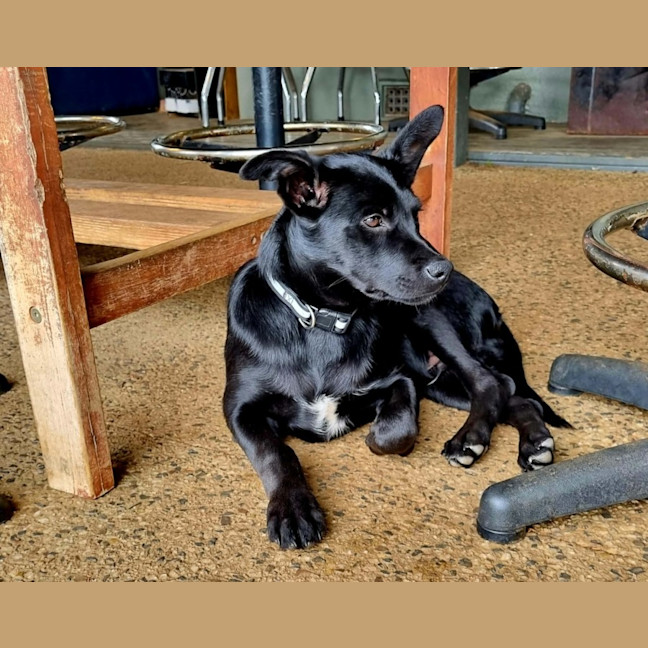 Photo of Rex