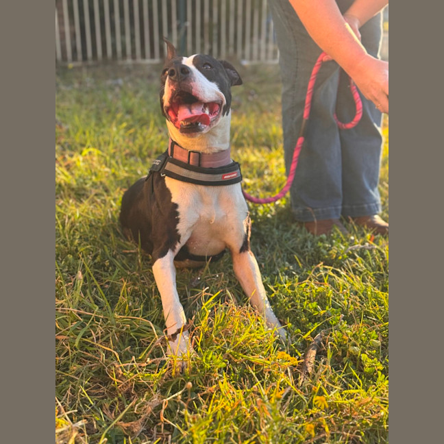 Photo of Stitch
