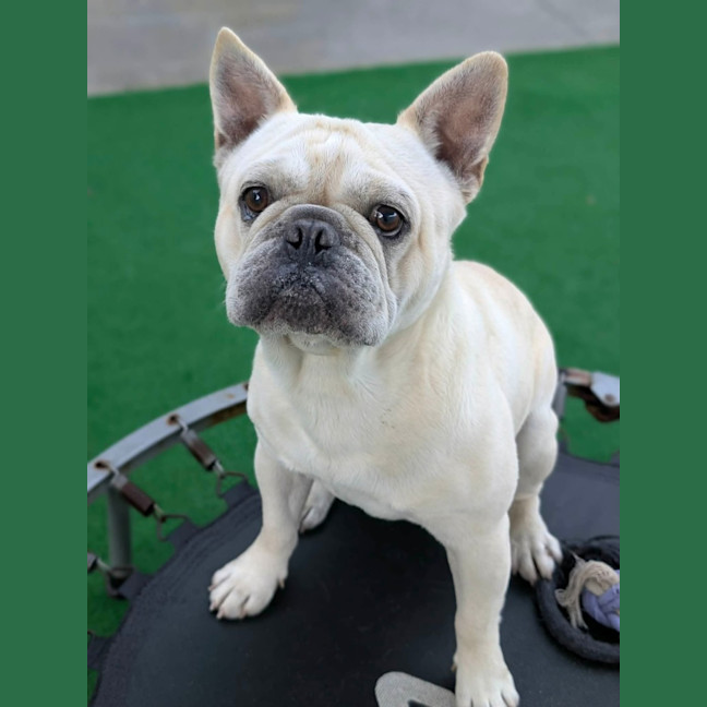 Photo of Biscuit