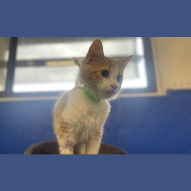 Photo of Toffee