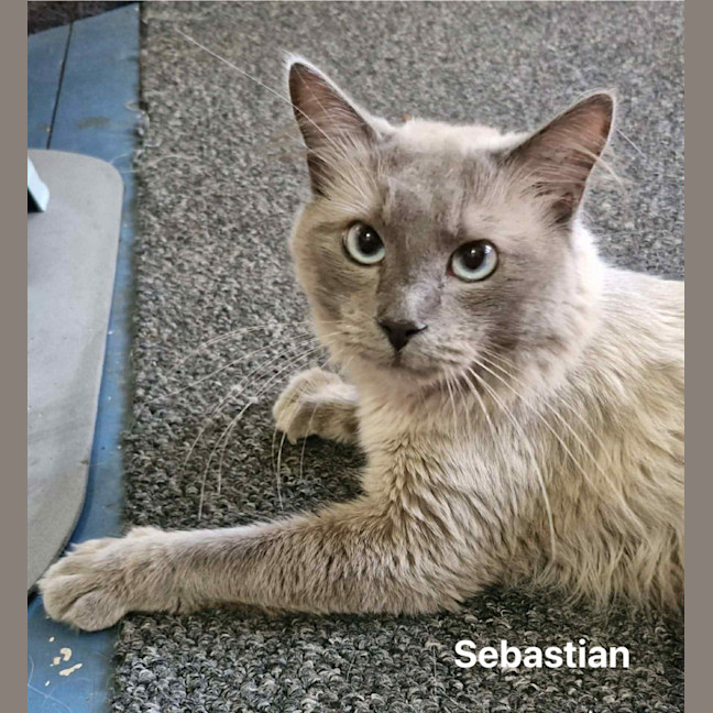 Photo of Sebastian