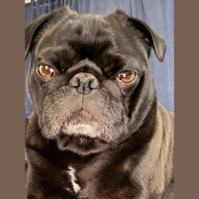 Photo of Burt   2 Year Old Pug