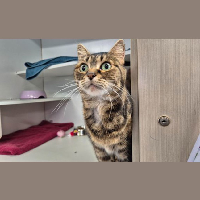 Photo of Pumpkin