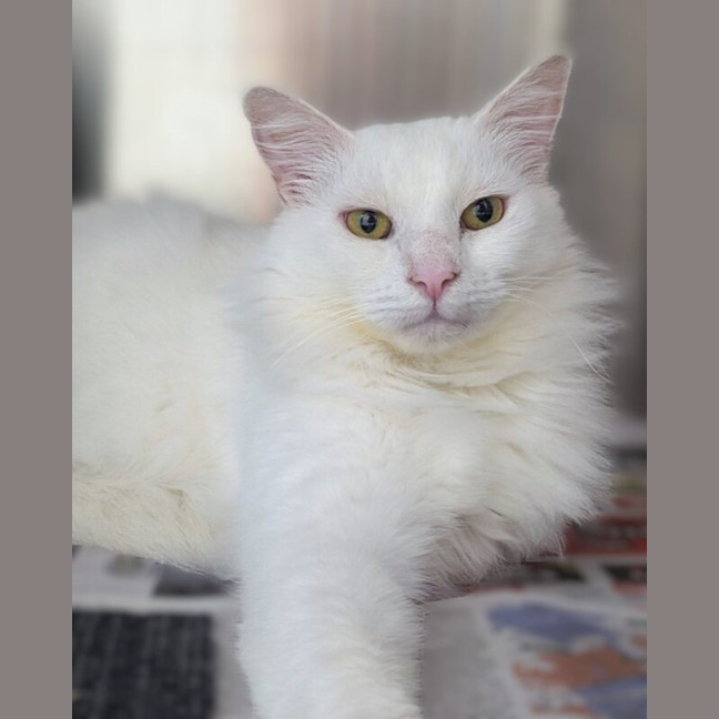 Photo of Snowball