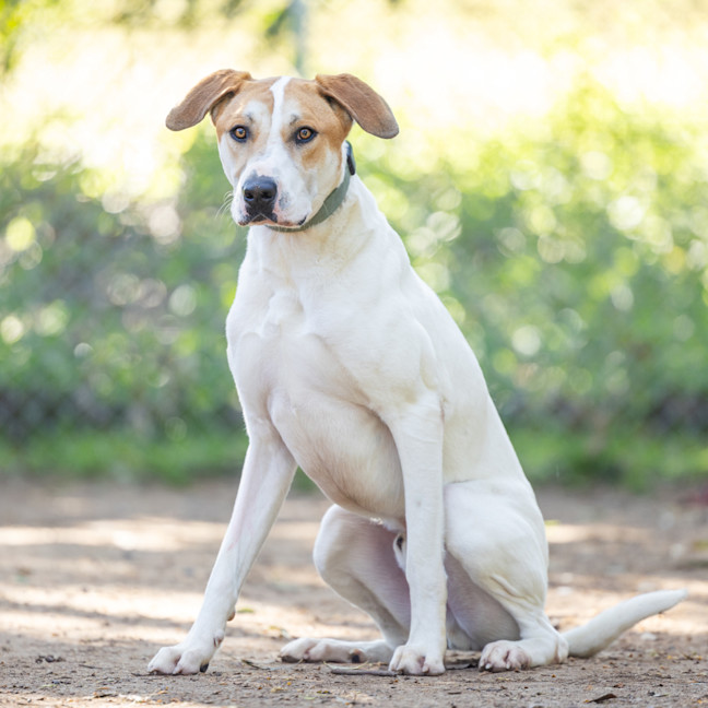 Photo of Rex