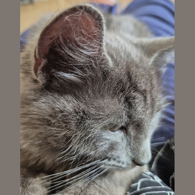 Photo of Nyla