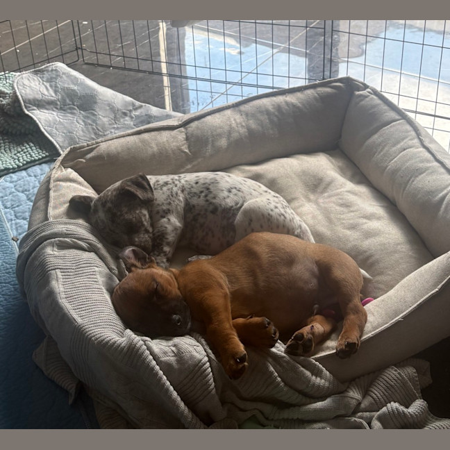 Photo of Wushah (Was Rocket)