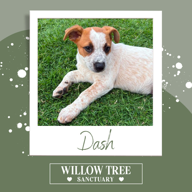 Photo of Dash