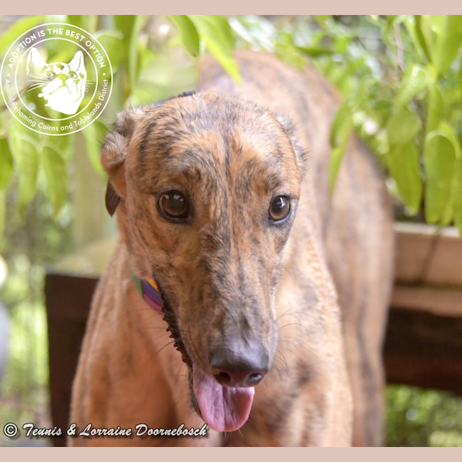 Photo of Tilly (Harra's Tilly)