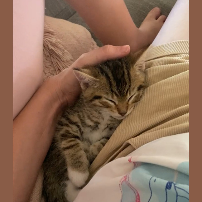 Photo of Sesame 💙