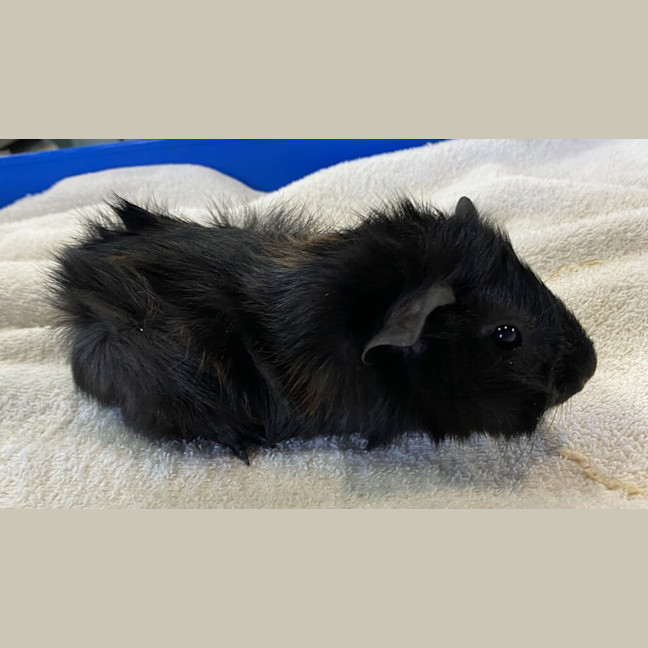 Photo of Prince (Bonded With Orio)