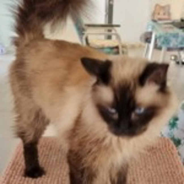 Photo of Opal