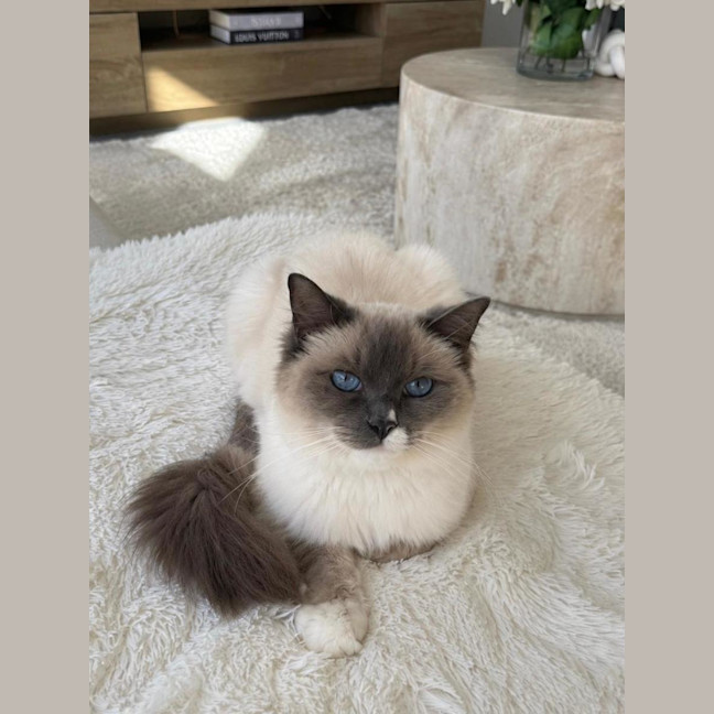Photo of Star