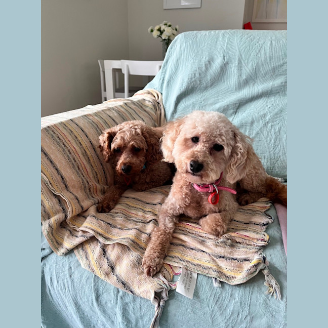 Photo of Lilly And Murphy 