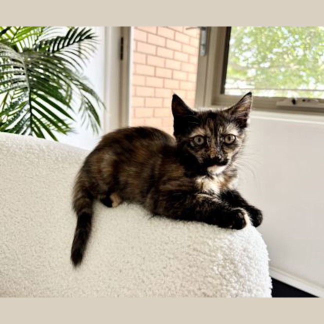 Photo of Sweet